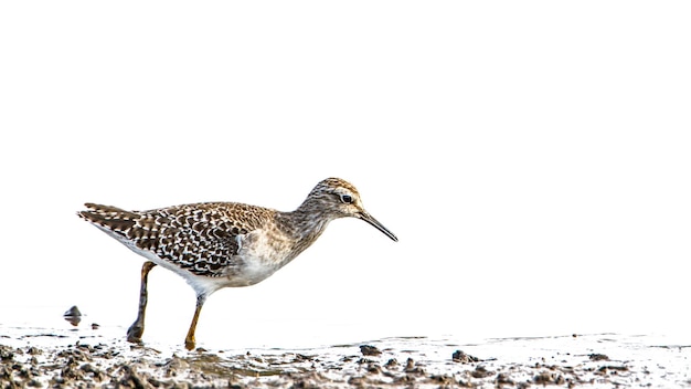 Foto close-up van een vogel