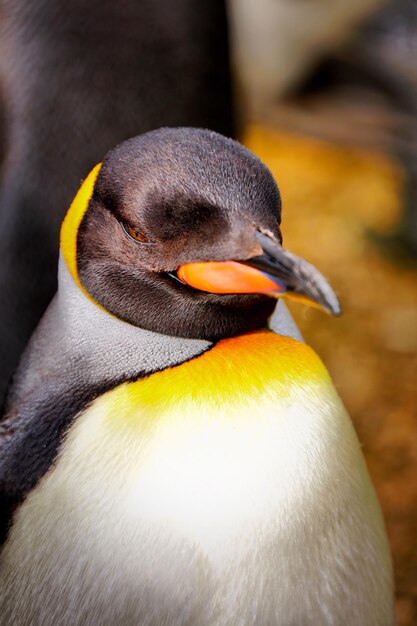 Foto close-up van een vogel