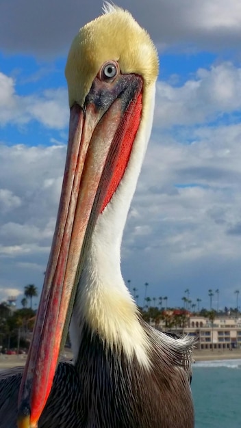 Foto close-up van een vogel