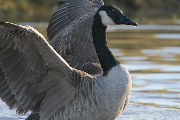 Foto close-up van een vogel