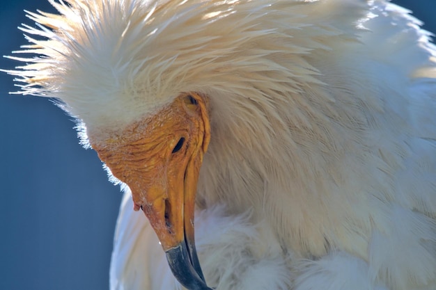 Foto close-up van een vogel