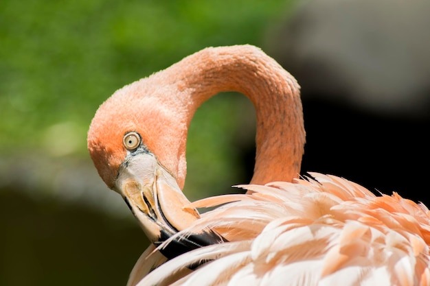 Foto close-up van een vogel