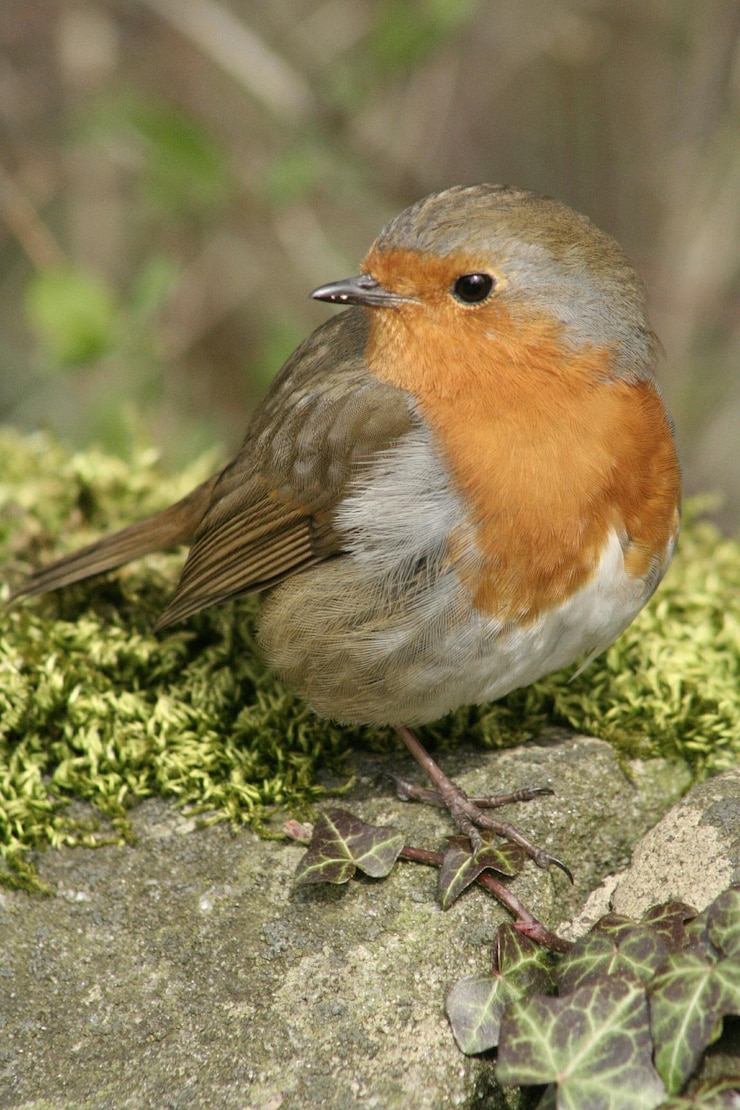 Foto close-up van een vogel