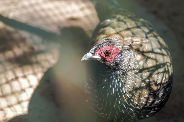 Foto close-up van een vogel