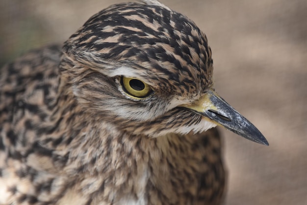 Close-up van een vogel