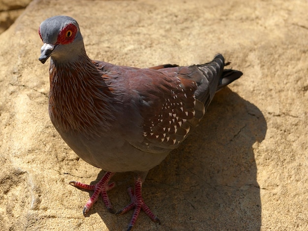 Foto close-up van een vogel