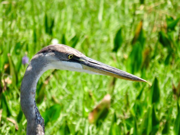 Foto close-up van een vogel