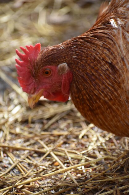 Foto close-up van een vogel