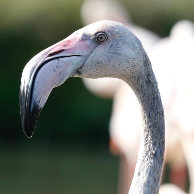 Foto close-up van een vogel