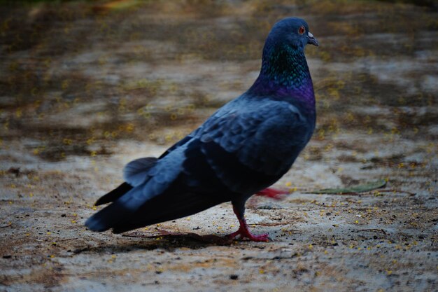 Foto close-up van een vogel