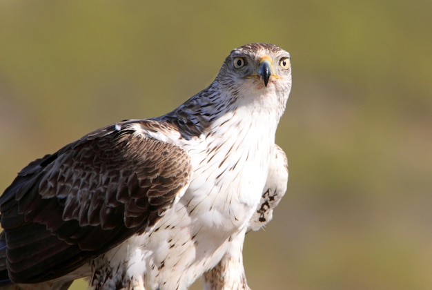 Close-up van een vogel