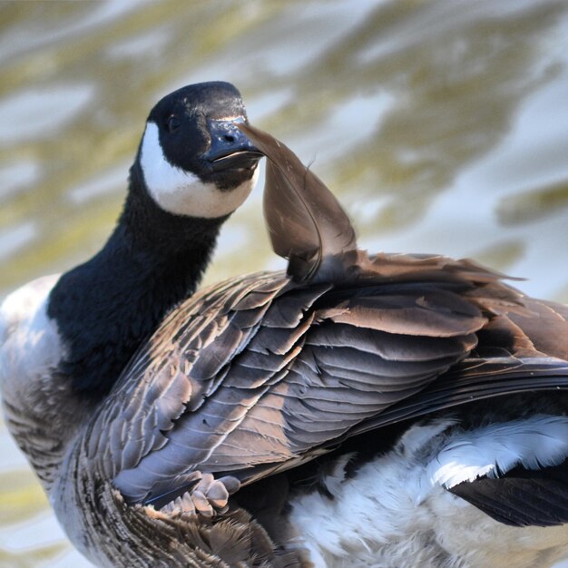 Foto close-up van een vogel