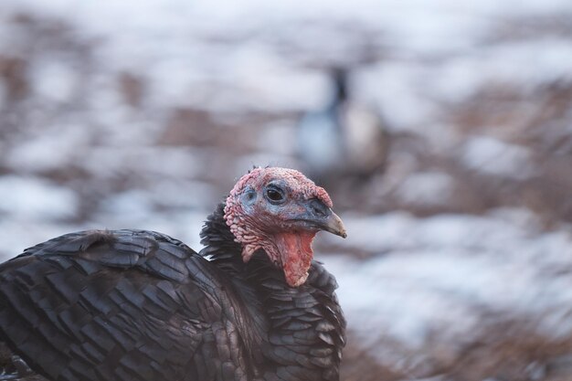 Foto close-up van een vogel