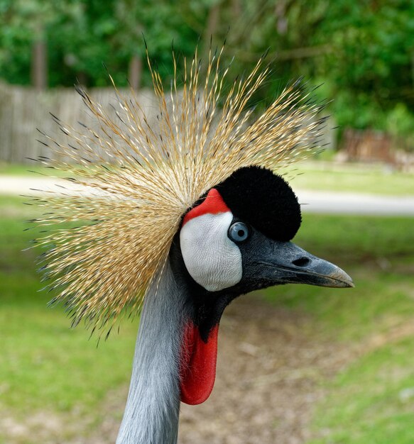 Foto close-up van een vogel