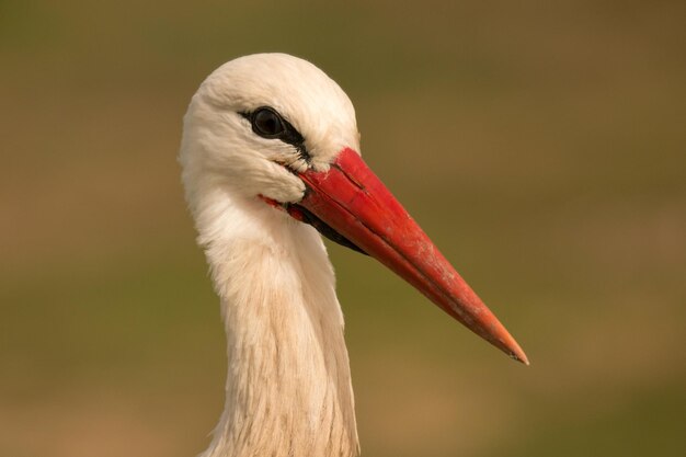 Foto close-up van een vogel