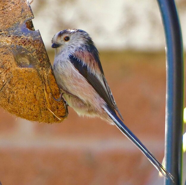 Foto close-up van een vogel