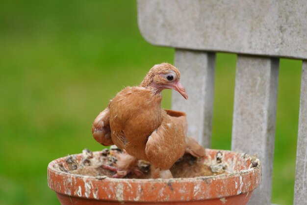 Foto close-up van een vogel