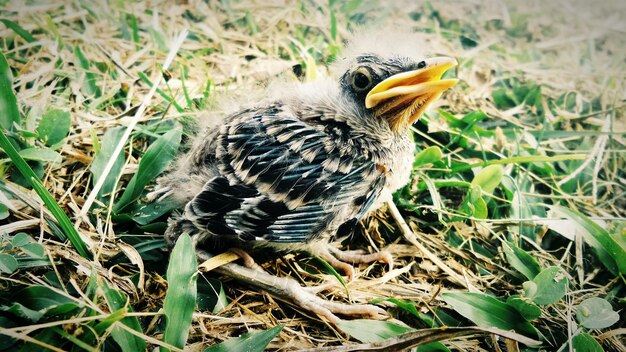 Foto close-up van een vogel