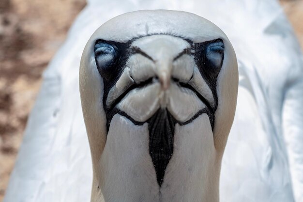 Foto close-up van een vogel