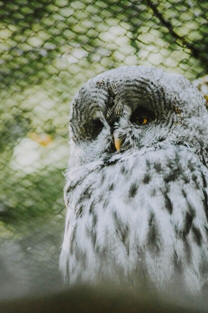 Close-up van een vogel