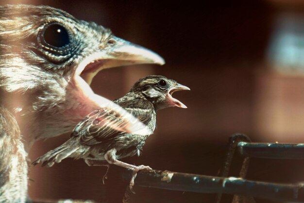 Foto close-up van een vogel