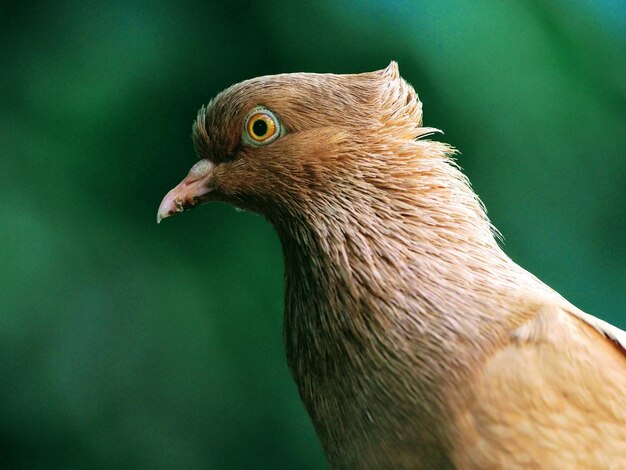 Close-up van een vogel