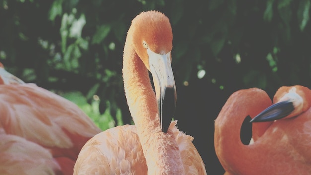 Close-up van een vogel