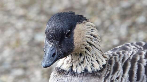 Foto close-up van een vogel