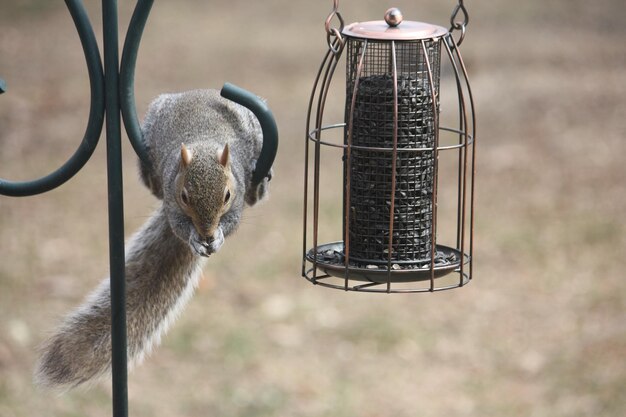 Foto close-up van een vogelvoerplaats