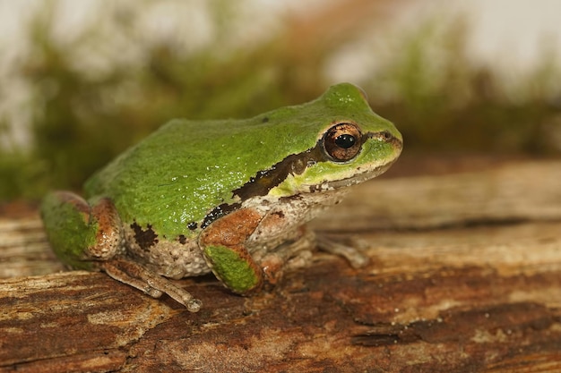 Close-up van een volwassen groene Pacifische boomkikker, Pseudacris regilla, die op hout zit in Zuid-Oregon, VS