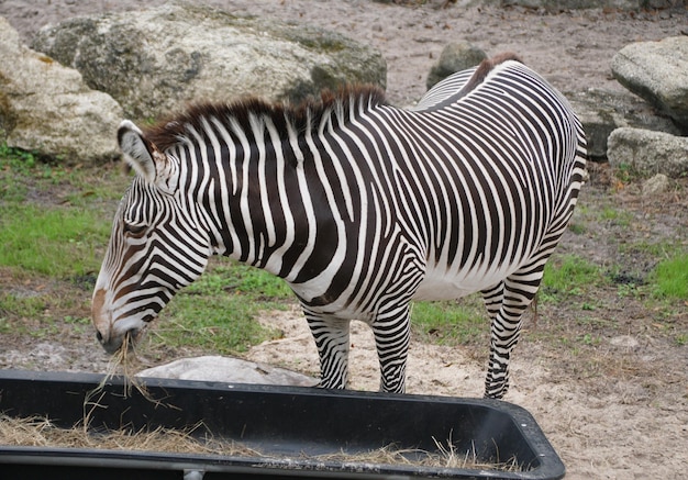 Close-up van een volwassen zebra die droog hooi eet