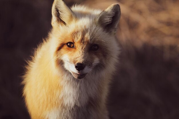 Foto close-up van een vos op het veld