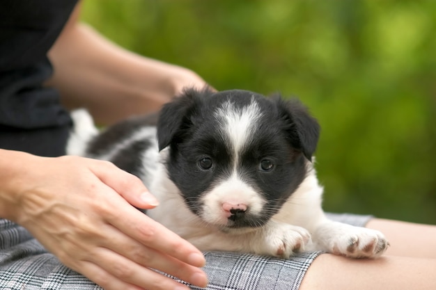 Close up van een vrouw met kleine puppy op haar schoot.