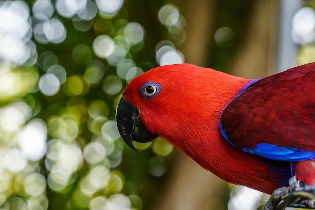 Close-up van een vrouwelijke eclectus papegaai tegen bomen