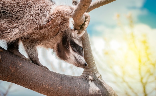 Close up van een wasbeer in een boom Een schattige wasbeer in zijn habitat Een jonge wilde Procyon in zijn habitat