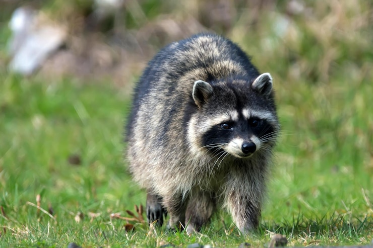 Foto close-up van een wasbeer op het veld