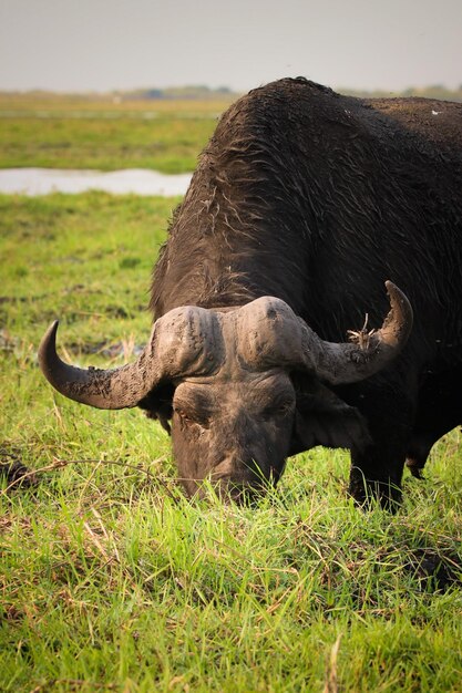 Foto close-up van een waterbuffel op het veld