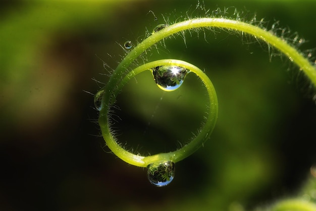 Foto close-up van een waterdruppel op een blad