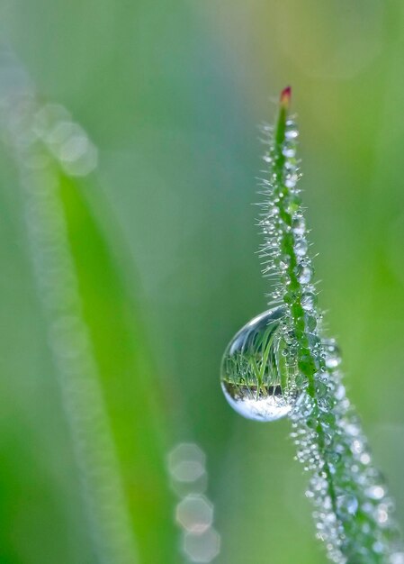 Foto close-up van een waterdruppel op een blad