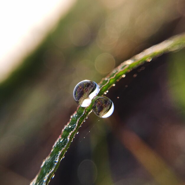 Foto close-up van een waterdruppel op een blad