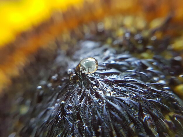 Foto close-up van een waterdruppel op een zonnebloem