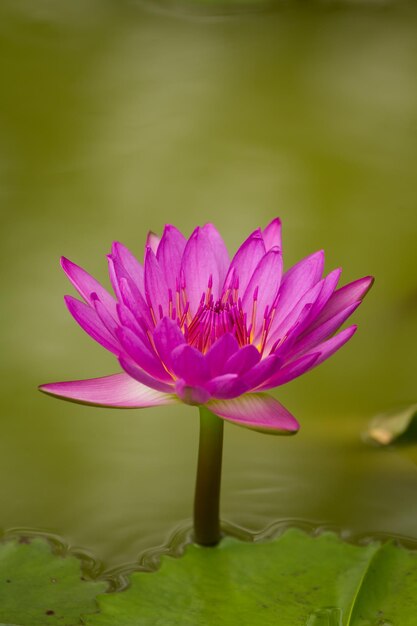 Foto close-up van een waterlelie in een meer