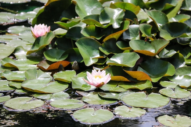 Close-up van een waterlelie in een vijver