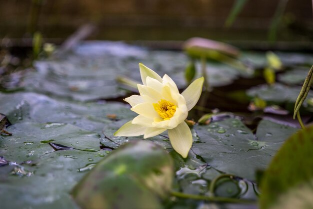 Foto close-up van een waterlelie in een vijver