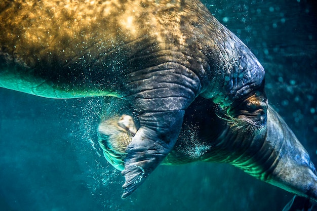 Close-up van een waterzoogdier dat in de zee zwemt