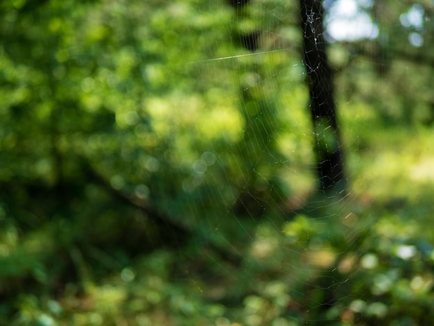 Close-up van een web met bokeh op een zonnige zomerdag Soft focus Ondiepe scherptediepte