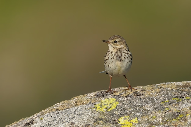 Close-up van een weidepieper in de natuur