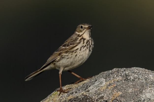 Close-up van een weidepieper in de natuur