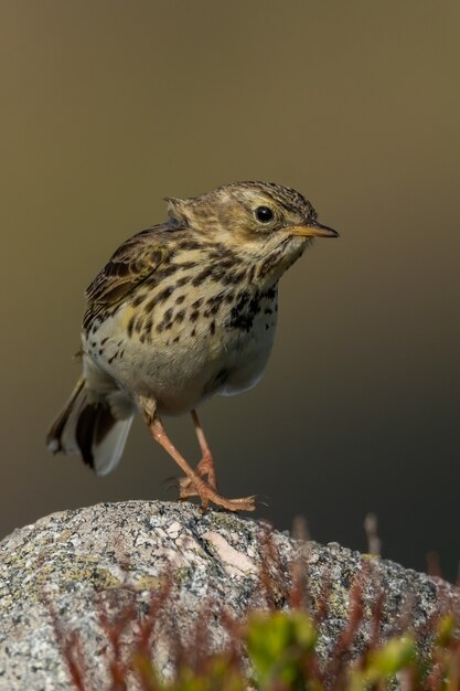 Close-up van een weidepieper in de natuur