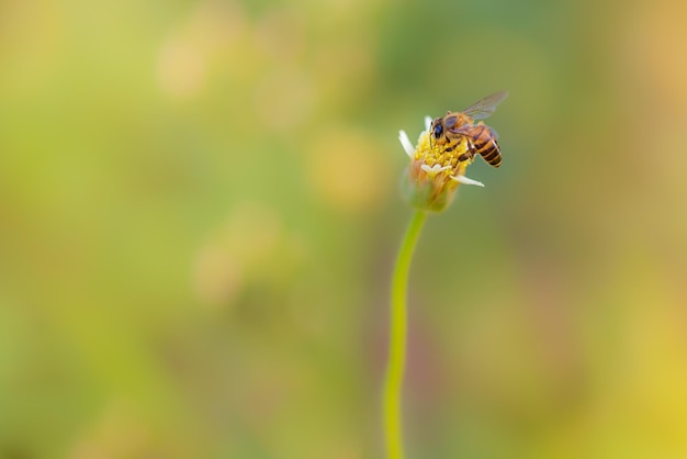 Close up van een werkende bij op een bloem